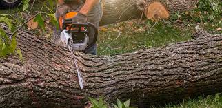 Best Emergency Tree Removal  in Mukwonago, WI
