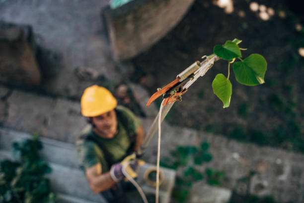 How Our Tree Care Process Works  in  Mukwonago, WI