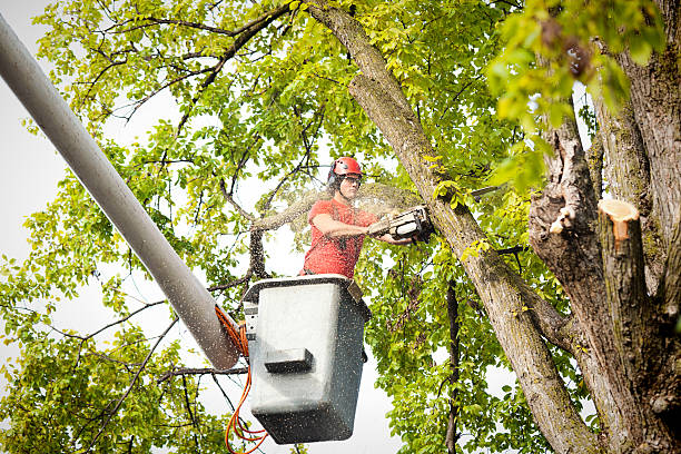 Best Seasonal Cleanup (Spring/Fall)  in Mukwonago, WI