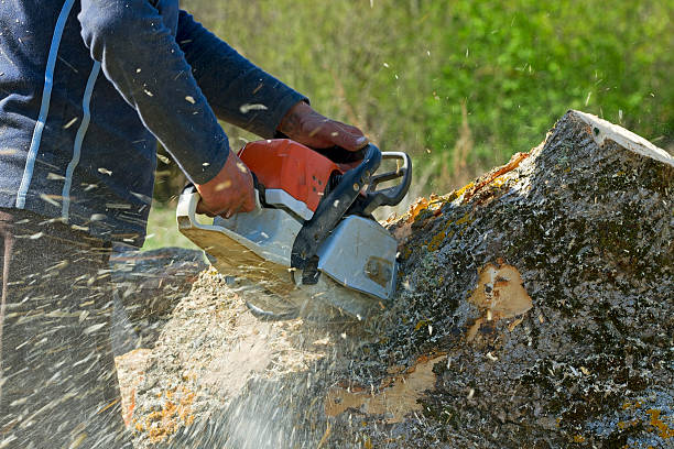 Reliable Mukwonago, WI Tree Removal Solutions
