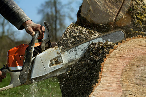  Mukwonago, WI Tree Removal Pros